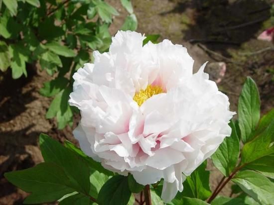 牡丹苗通信販売｜佳翠-中村農園｜新品種牡丹販売｜島根県松江市│大根島