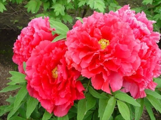 秋牡丹苗｜博愛‐ 中村農園｜オリジナル牡丹育種｜島根県松江市│大根島