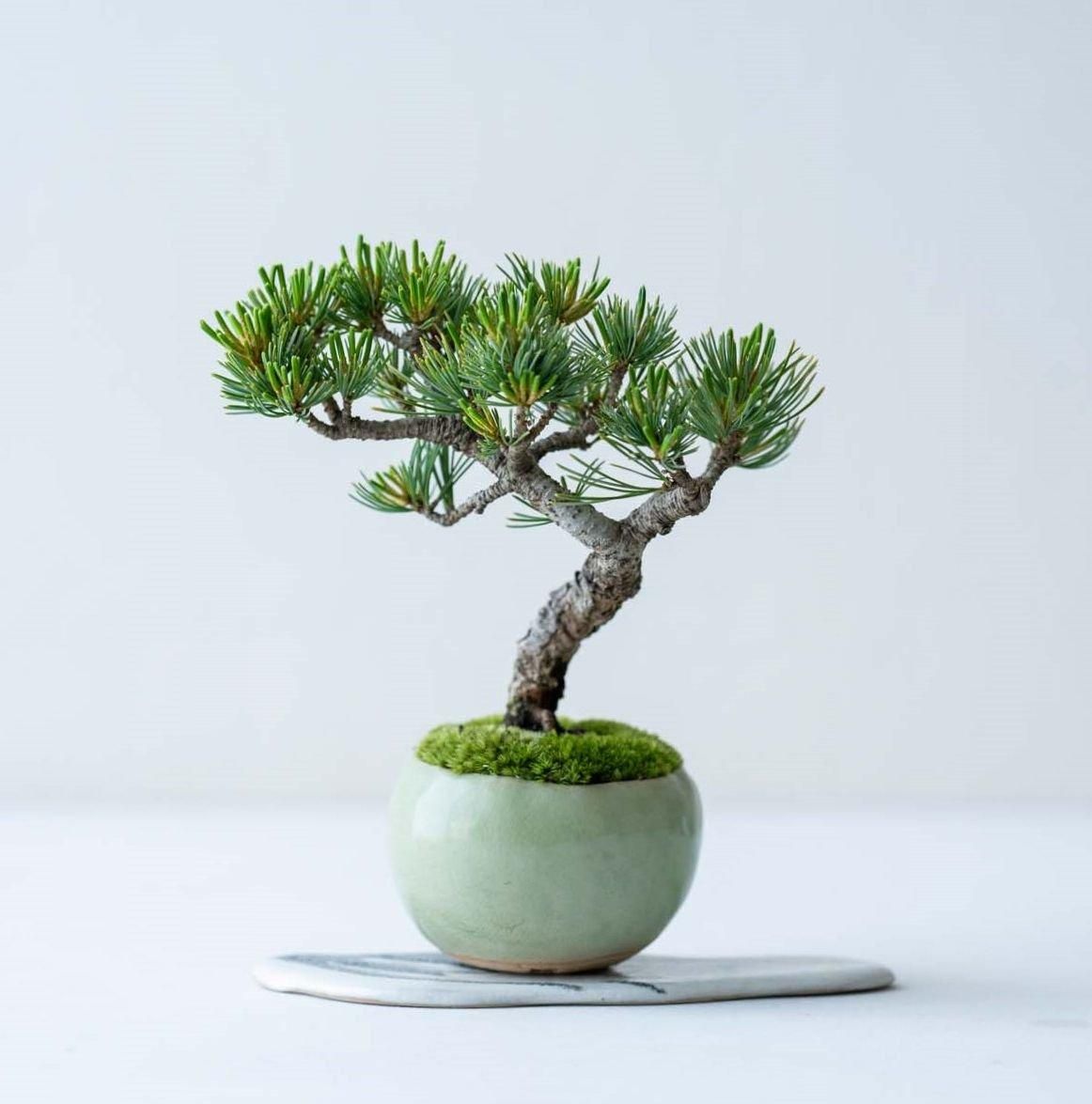 九谷 大日本 箱付き 盆栽鉢 九谷 大日本 箱付き 盆栽鉢 九谷 大