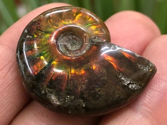 G-3 アンモナイト化石 ファイア マダガスカル産 G-3 アンモナイト化石