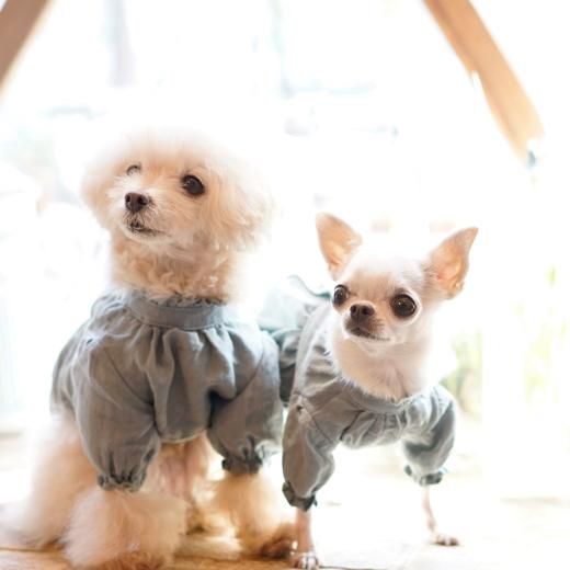 犬服 ボタン付きブラウス 013bhookcot_tk_m1.jpg