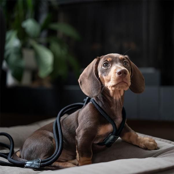 Boo'oh】Ray Harness (ブーオー・レイハーネス) オールインワン