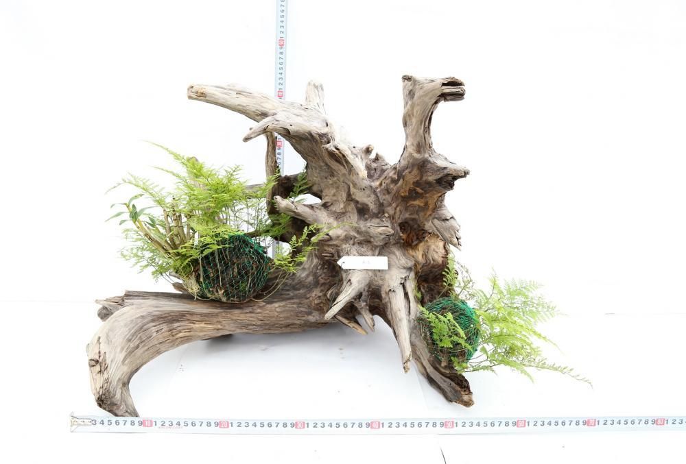 TTD 99水槽。水生植物。 水槽用流木 。流木 アクアリウム