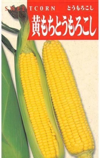 トウモロコシの種【黄もちトウモロコシ】〔固定種〕 - 種の専門店 松尾