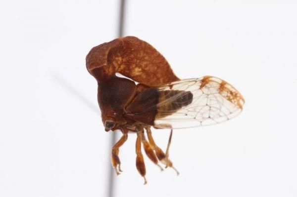 その他の虫 - うみねこ通販