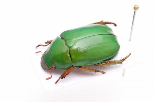 ボルネオ産 クロスジクワガタコガネ 43mm ボルネオ産 クロスジクワガタ