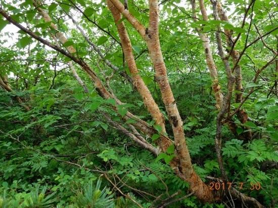 タケカンバ (岳樺) - 薬草と花紀行のホームページ