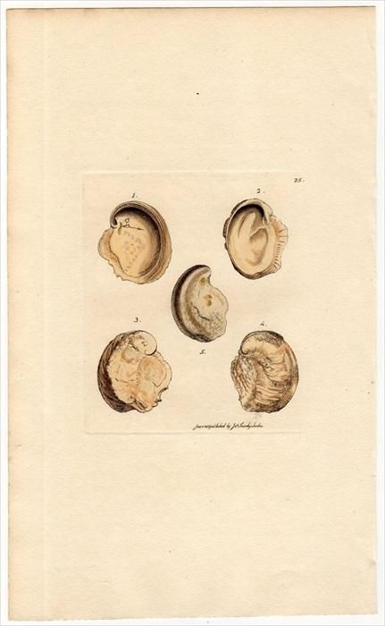 宮沢賢治二枚貝の化石イギリス海岸