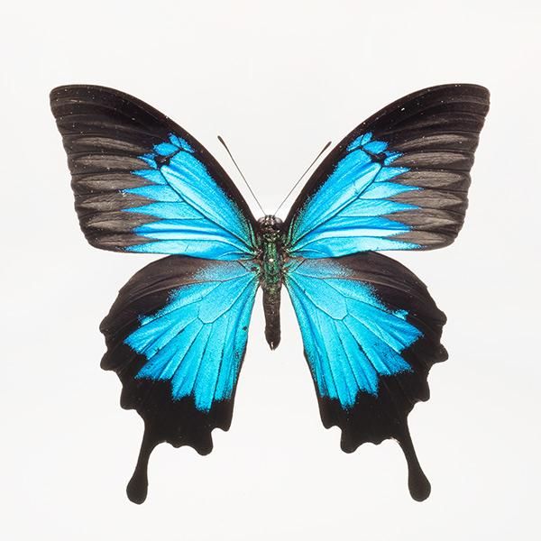 コエポン】オオルリアゲハ【変異型2種】 コエポン様専用】オオルリ