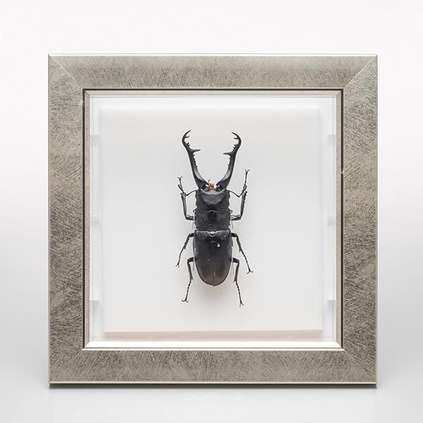 特別公開！収蔵庫ツアー～クワガタ標本～ 標本まとめ売り クワガタ11匹