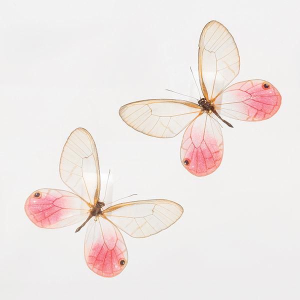 蝶の標本コレクション！スカシジャノメ - 三宝堂オンラインショップ