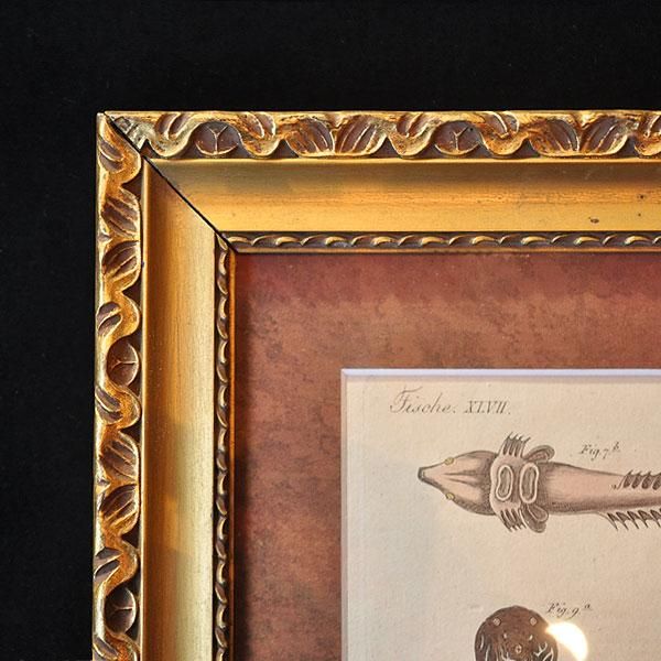 額装した銅版画・魚/フランスアンティーク雑貨・家具のSibora【シボラ】