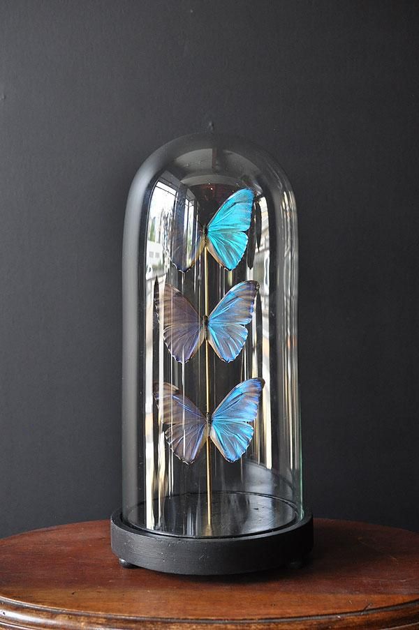 蝶 標本 モルフォ蝶 ゼフィリティスモルフォ ガラスドーム