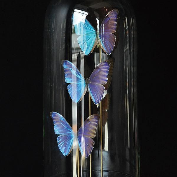 ガラスドームモルフォチョウ 標本/フランスアンティーク雑貨・家具の