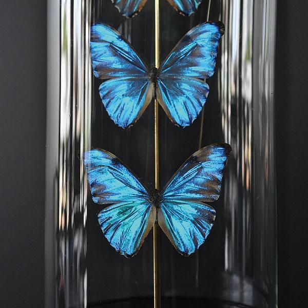 パルナシウス・ハードウィッキー（オス、ネパール産）