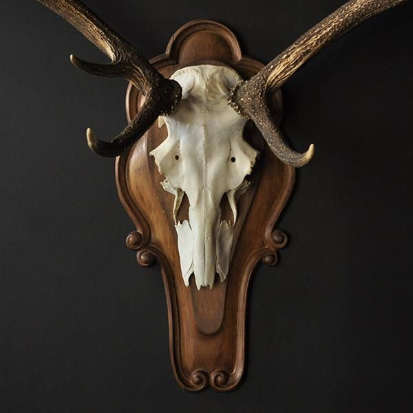 ハンティングトロフィーⅡ シークレット オリックス インパラ 頭骨