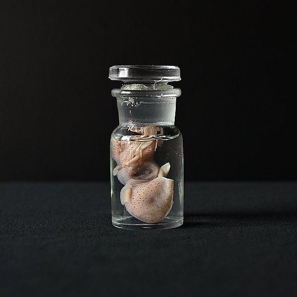 液浸標本・イカ/フランスアンティーク雑貨・家具のSibora【シボラ】