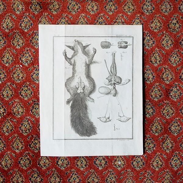 シロエリハゲワシとハゲタカの博物図版 アンティーク 版画 フランス