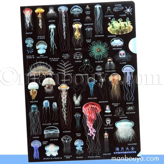 A4クリアファイル】クラゲグッズ◇おもしろ文房具◇くらげの図鑑◇海月
