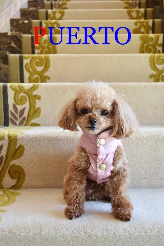 犬服 PUERTO プエルト GG MADE IN TOKYO.
