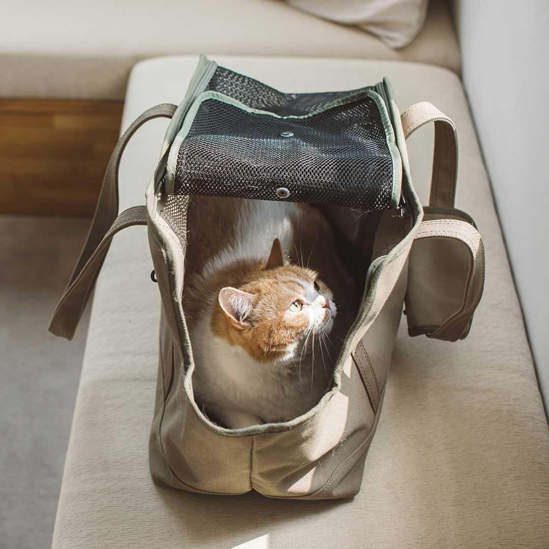 スクエアトート キャンバス ソリッド - ドッググッズ・猫グッズ通販