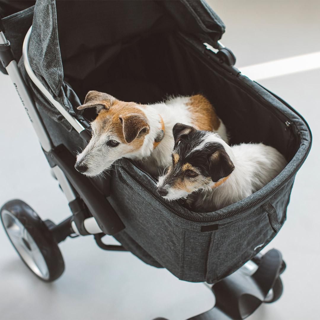 ピッコロカーネ VENTO ベント - ドッググッズ・猫グッズ通販 free