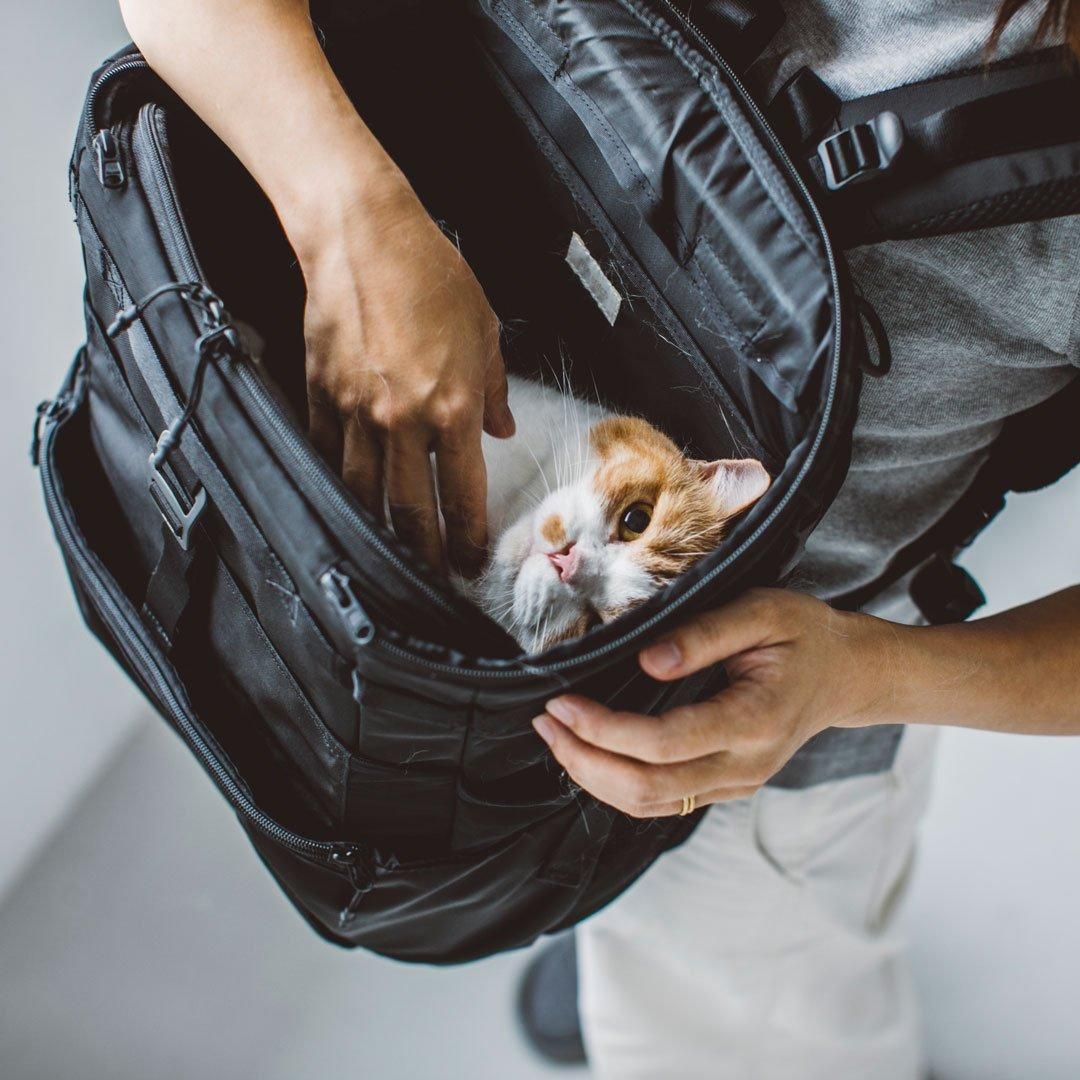 コンフォータブル リュックサック - ドッググッズ・猫グッズ通販 free