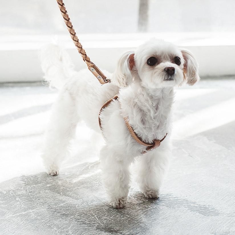 ヌメリングワンタッチハーネス - ドッググッズ・猫グッズ通販 free