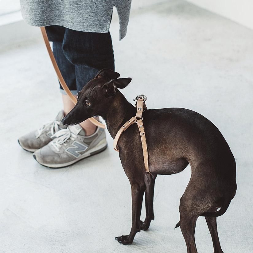 ヌメリングワンタッチハーネス - ドッググッズ・猫グッズ通販 free