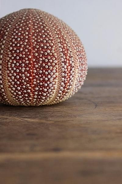 日本ウニ標本 - アンティーク・古道具・暮らしの雑貨店 京都