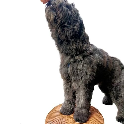 新品 ディンゴ 犬用バランスディスク Lサイズ 骨型グリーン ディンゴ