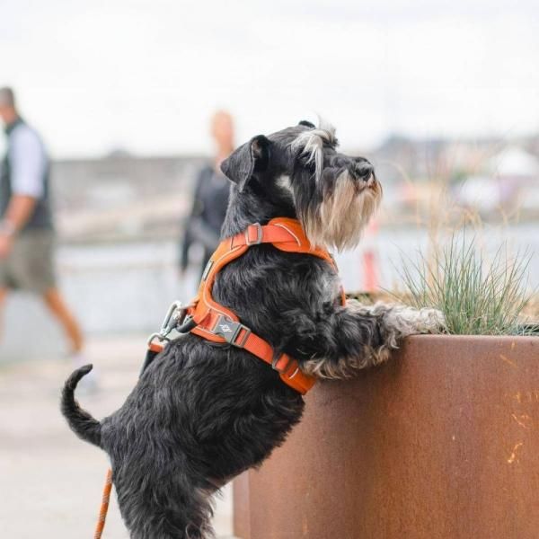 ドッグコペンハーゲンハーネス・COMFORT WALK PRO HARNESS（小型-大型