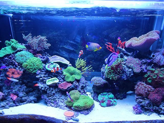 ジャンク品】オーバーフロー水槽セット 水槽 オルカ 90 海水 サンゴ