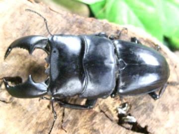 標本】アルキデスヒラタクワガタ 長歯型 スマトラ島産 96.1ミリ 野外品