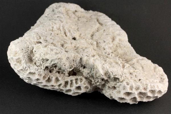 和歌山県産 珊瑚(菊目石) 1.05kg｜天然石 原石 通販 キラリ石