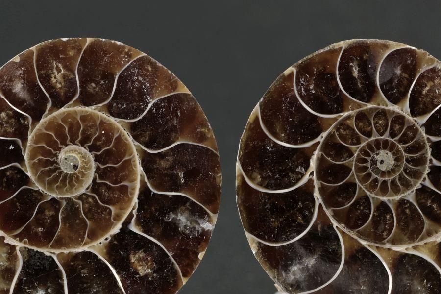 アンモナイト 化石 ペア 26.8g｜天然石 化石 通販 キラリ石