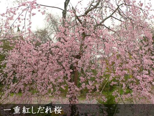 サクラ(桜) 一重紅しだれ桜(ヒトエベニシダレザクラ)[五年生苗] - 果樹
