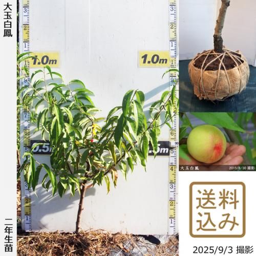 モモ(桃) 大玉白鳳(おおだまはくほう)[二年生苗] - 果樹苗・大苗・苗木