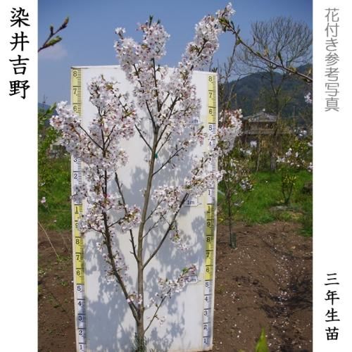 サクラ(桜)染井吉野(ソメイヨシノ)[四年生苗] - 果樹苗・大苗・苗木