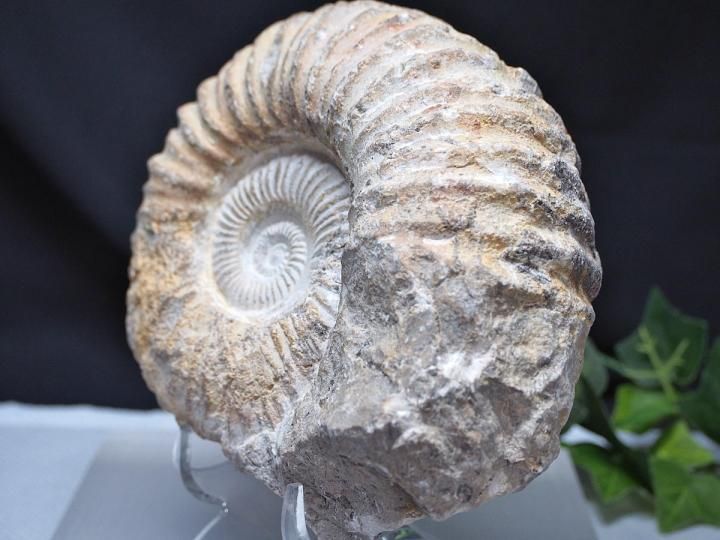 写真現物をお届け！大サイズ！モロッコ産 アンモナイト化石☆約1427