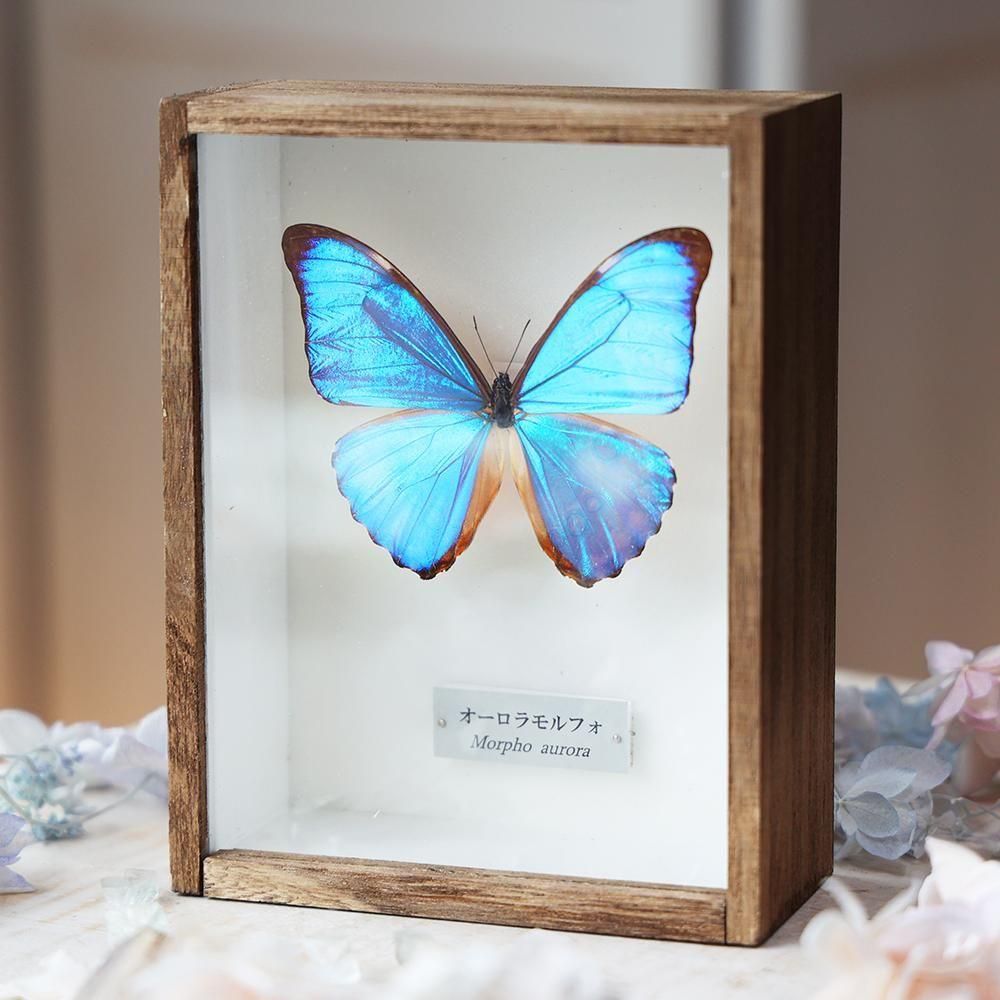 蝶標本「オーロラモルフォ」 - 海福雑貨通販部