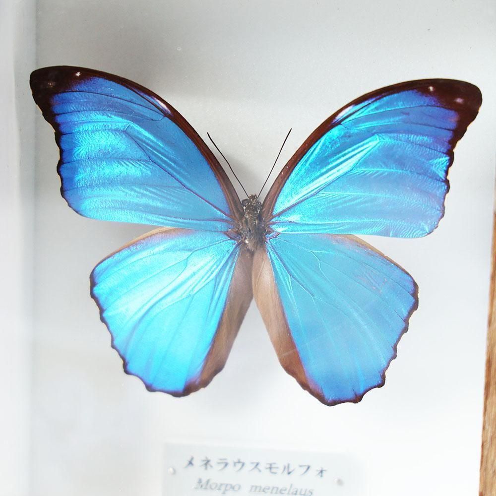 少年時代さん専用ディディウスモルフォ1 144mm+ヘレナモルフォ116mm