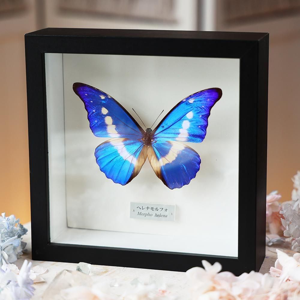 昆虫標本】ヘレナモルフォ 大型個体 六角標本箱入り 蝶