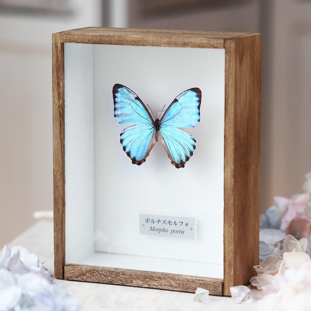 ヘレナモルフォ・極上品・蝶 標本 モルフォチョウ 【公式通販】