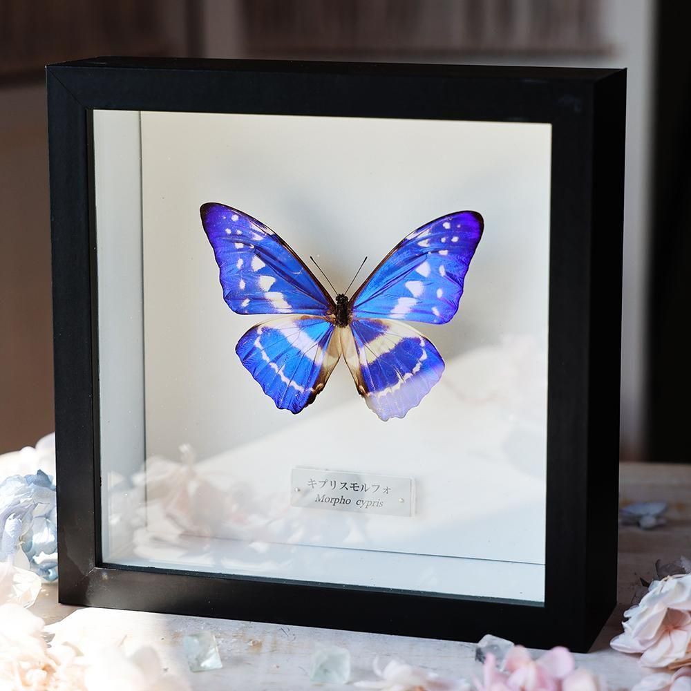 蝶の標本 多種類セット image.php?w=300&h=300&f=images