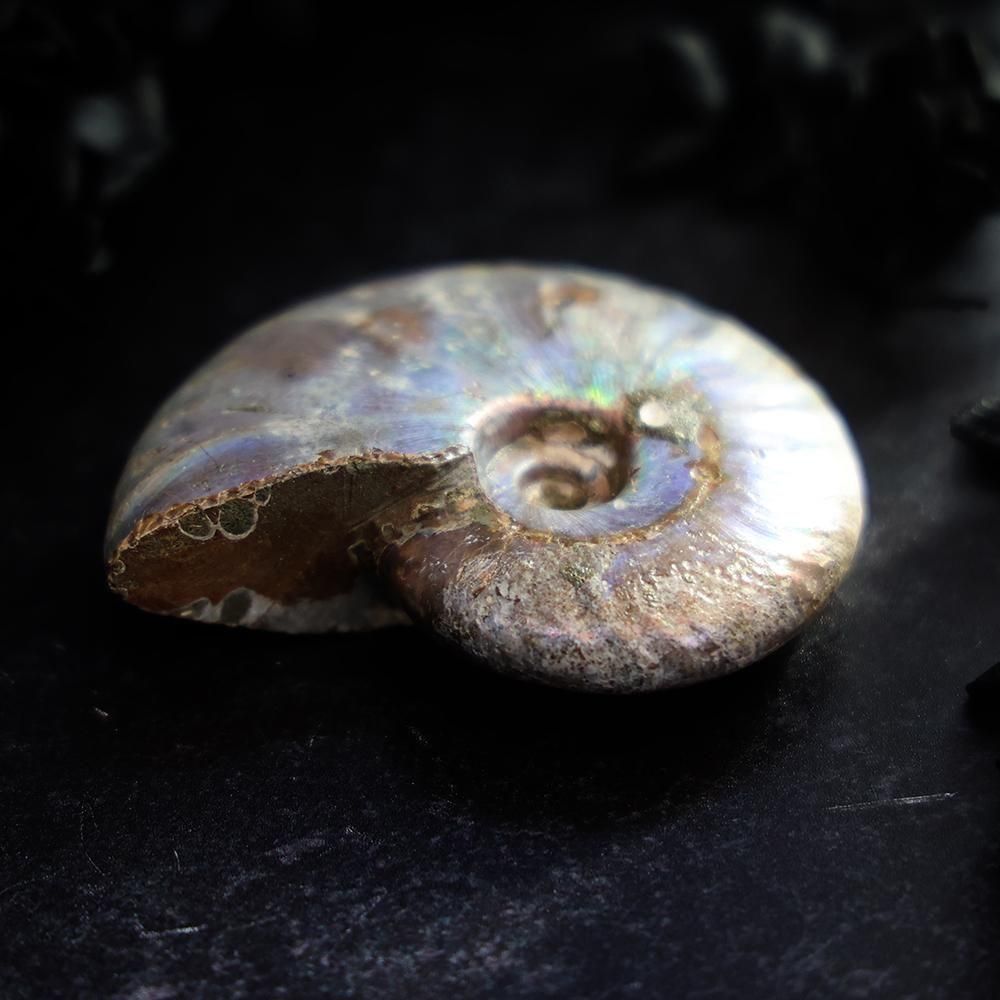 アンモナイト化石 - 海福雑貨通販部