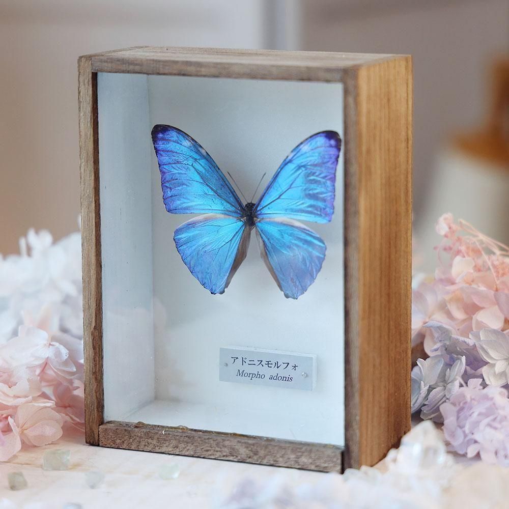 蝶 標本 アドニスモルフォ