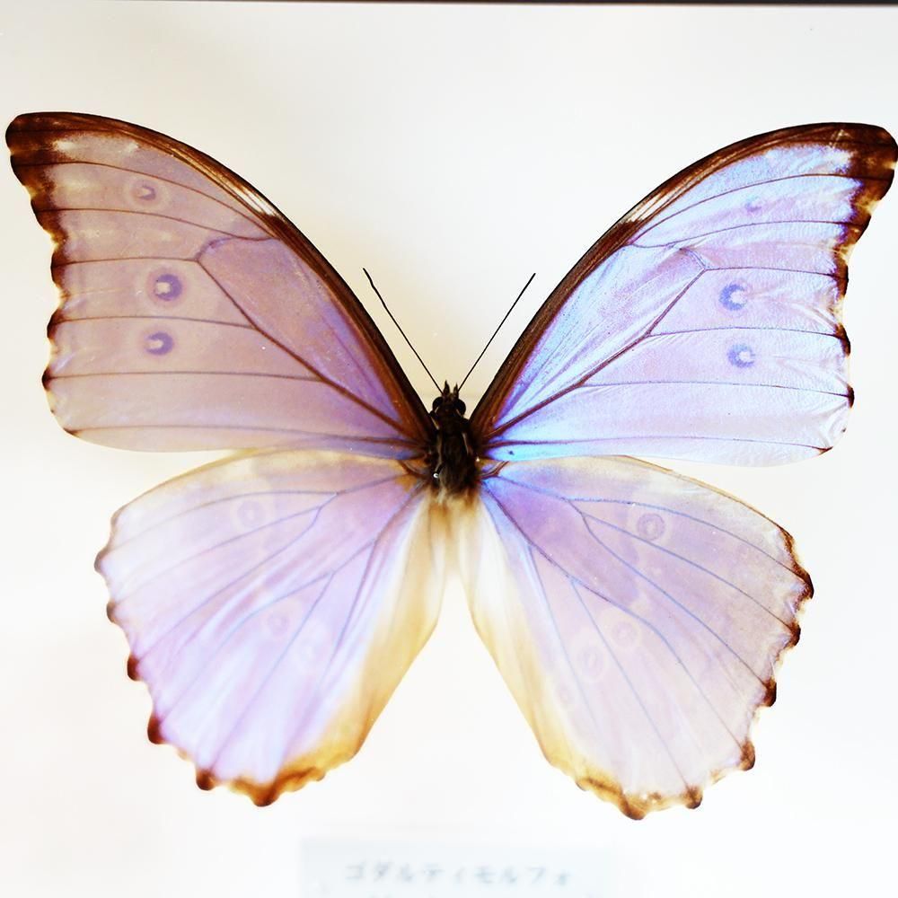 蝶 標本 モルフォ蝶 オーロラモルフォ ガラスドーム アンティーク