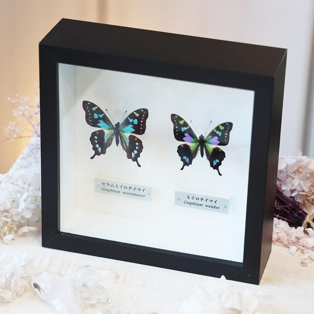 蝶の標本セット（多種類・多色） セット標本 , 蝶の標本 販売・通販の