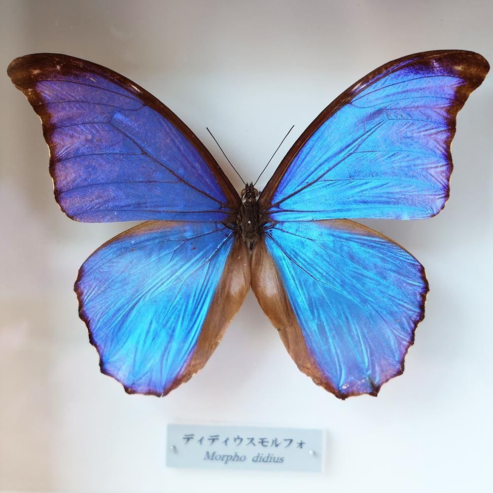 マオウカレハカマキリ雄 立体標本 魔王枯葉 マオウカレハカマキリ雄